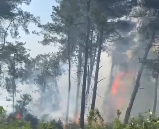 Hatay’da çıkan orman yangını kontrol altına alındı