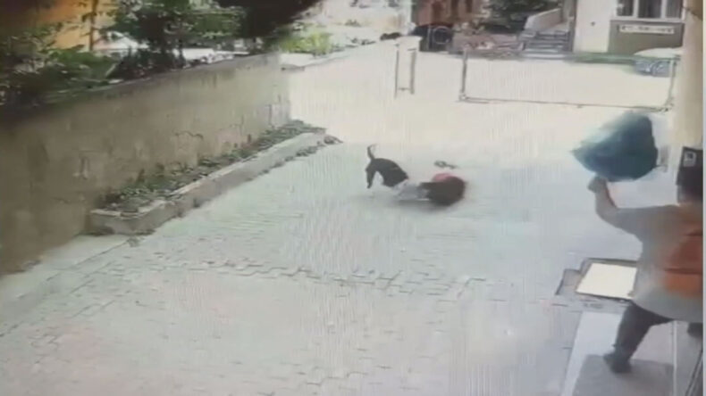 İstanbul- Ataşehir’de Pitbull’un saldırdığı 7 yaşındaki Ahmet’in annesi: Tasması yok, boynunda ipi yok