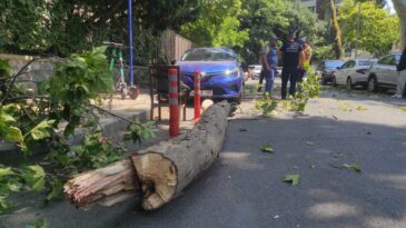 İstanbul – Beşiktaş’ta tarihi çınarın kuruyan kolu park halindeki otomobilin üzerine düştü