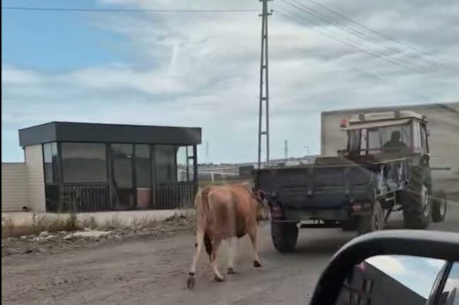 Traktörün arkasına bağladığı ineği sürükleyerek götürdü