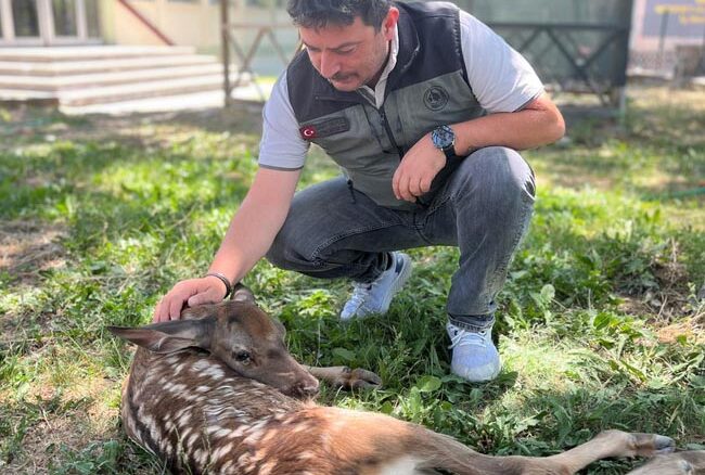 Yaralı geyik yavrusunu devriye gezen orman ekibi kurtardı