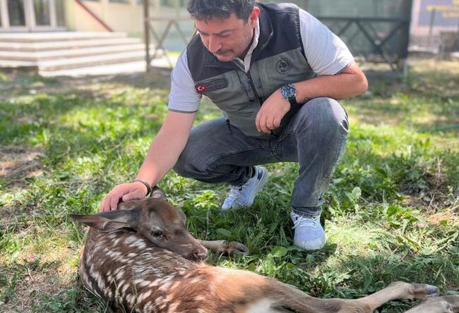Yaralı geyik yavrusunu devriye gezen orman ekibi kurtardı