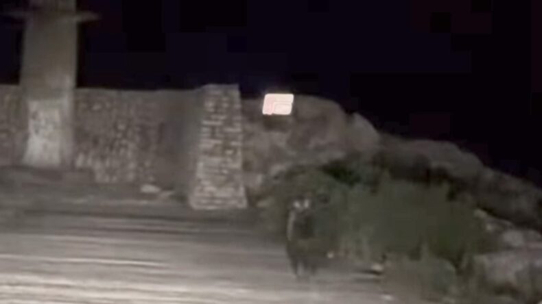 Yavru bozayı bu kez limanda görüntülendi